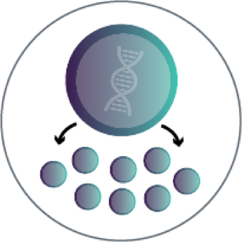 CAR T-­cell expansion icon.