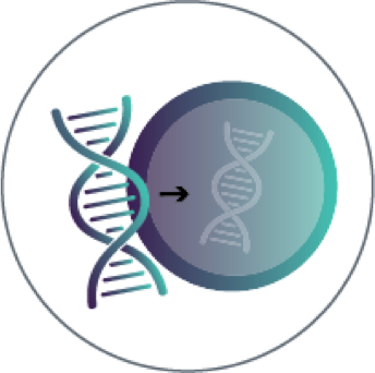Anti­-CD19 CAR transgene icon.