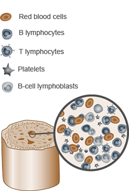 Lymphocytes in the bone marrow