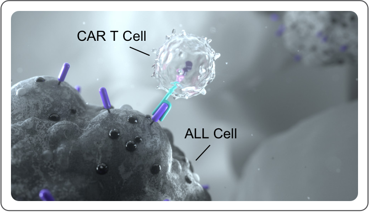 TECARTUS® binding to cells.