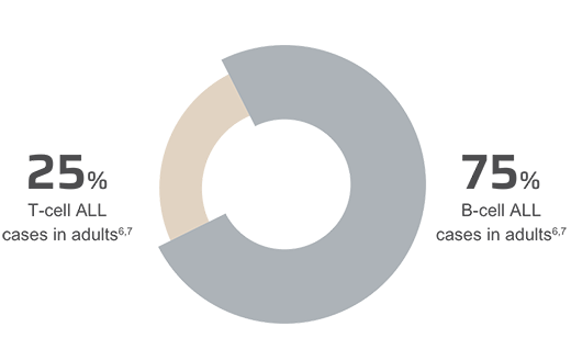 Graph of T­-cells and B­-cells in adult cases.