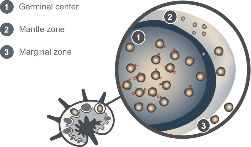 Lymph node where mantle cell lymphoma develops.
