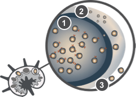 Lymph node where mantle cell lymphoma develops